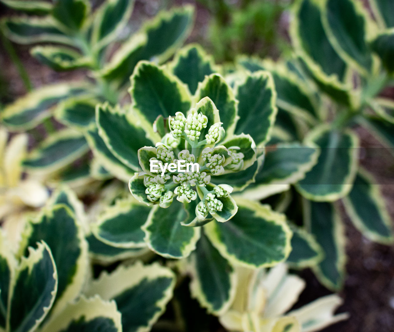 CLOSE-UP OF PLANT