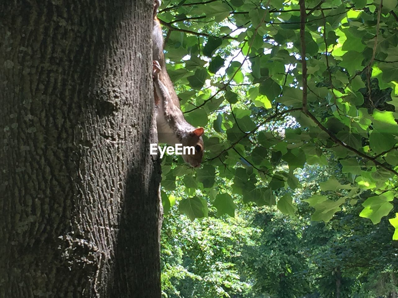 TREES GROWING ON A WALL