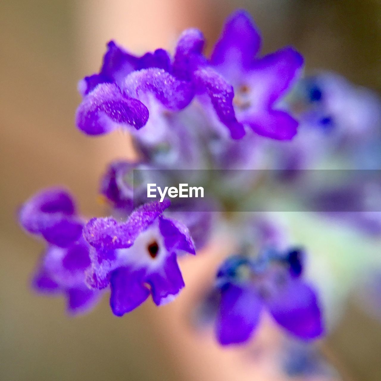 Macro shot of purple lavender