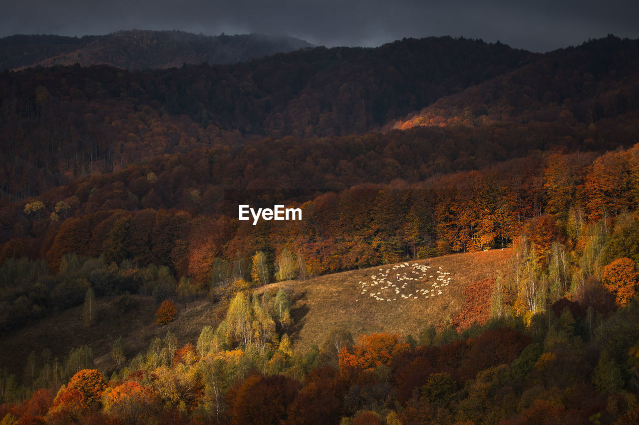 Autumn landscape with mountain villages near brasov, romania.