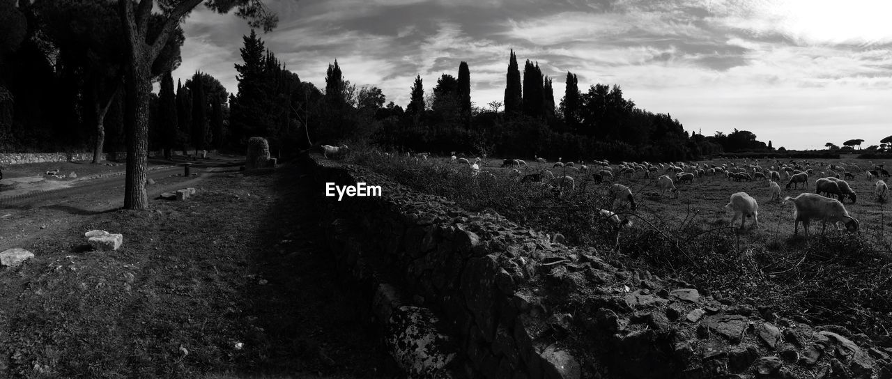 PANORAMIC SHOT OF TREES ON LANDSCAPE AGAINST SKY