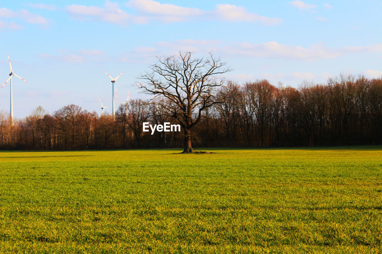 VIEW OF BARE TREES ON FIELD