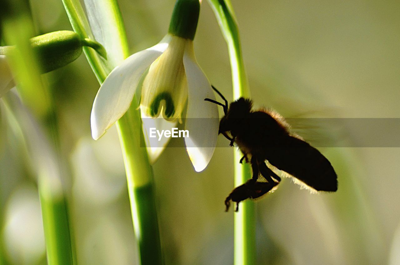 CLOSE-UP OF BEE ON FLOWERS