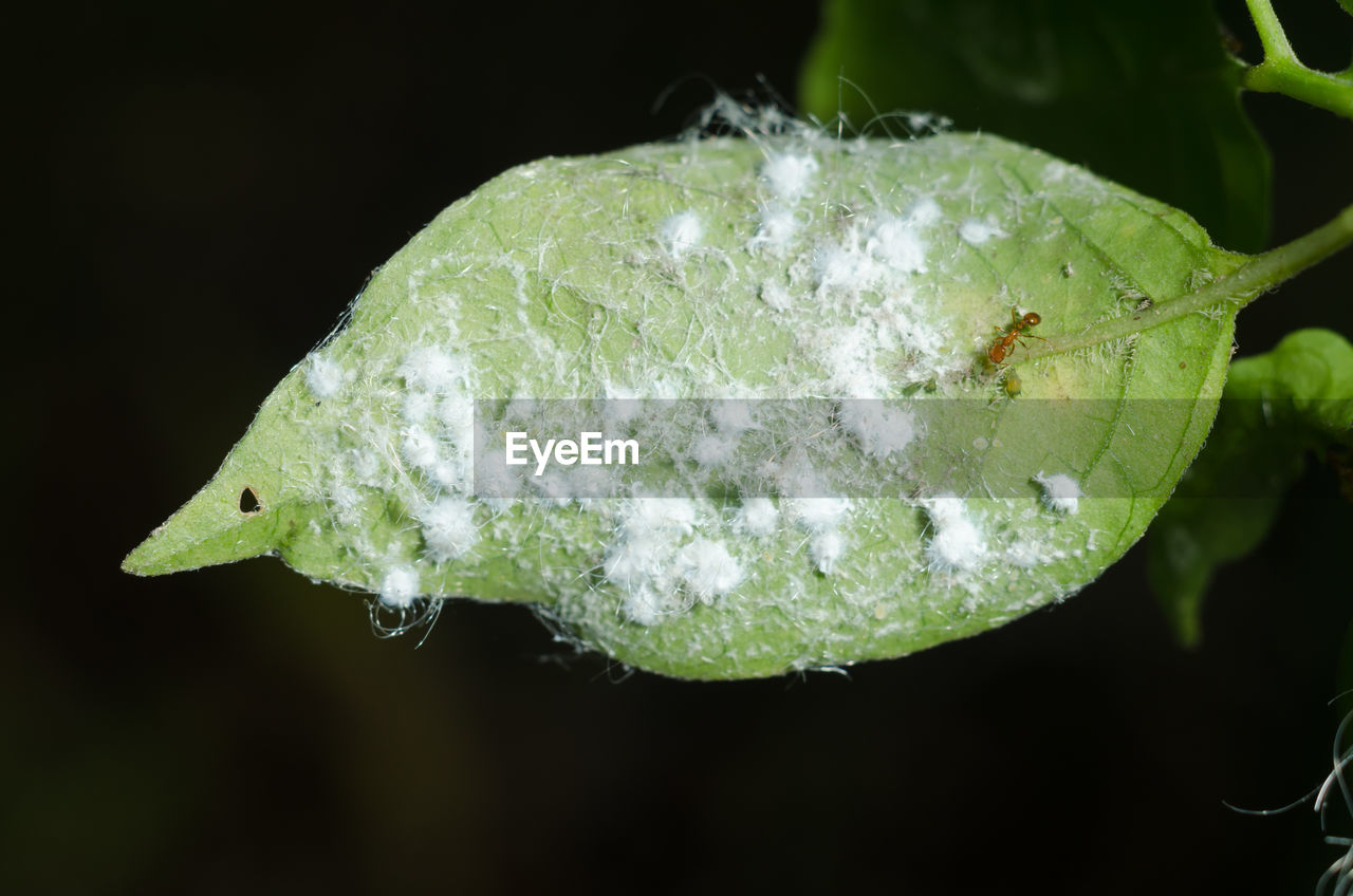 CLOSE-UP OF GREEN INSECT ON LEAF