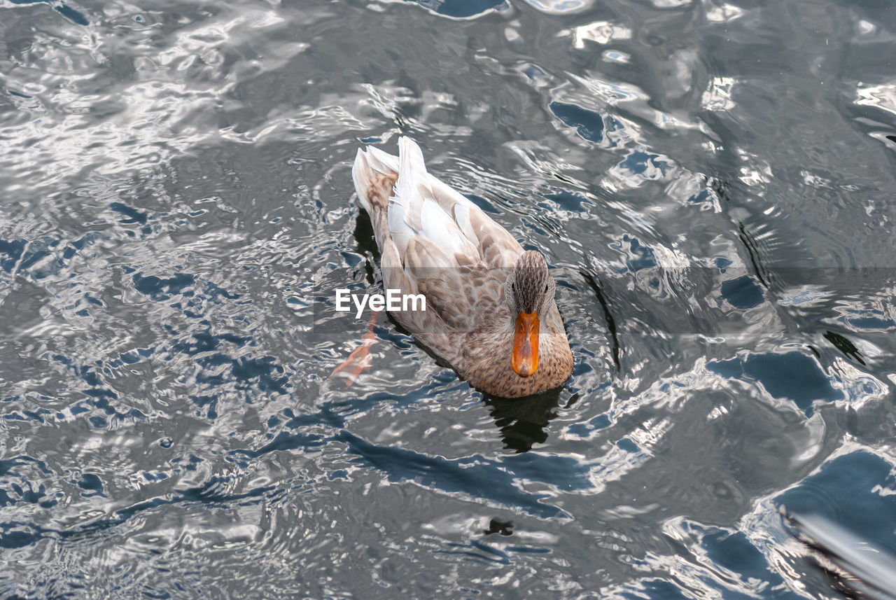 HIGH ANGLE VIEW OF DUCK IN LAKE