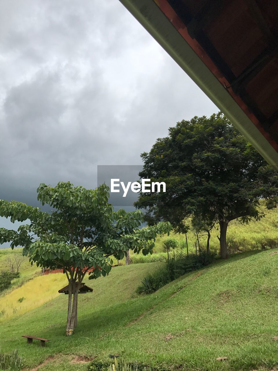 VIEW OF TREES IN FARM AGAINST SKY