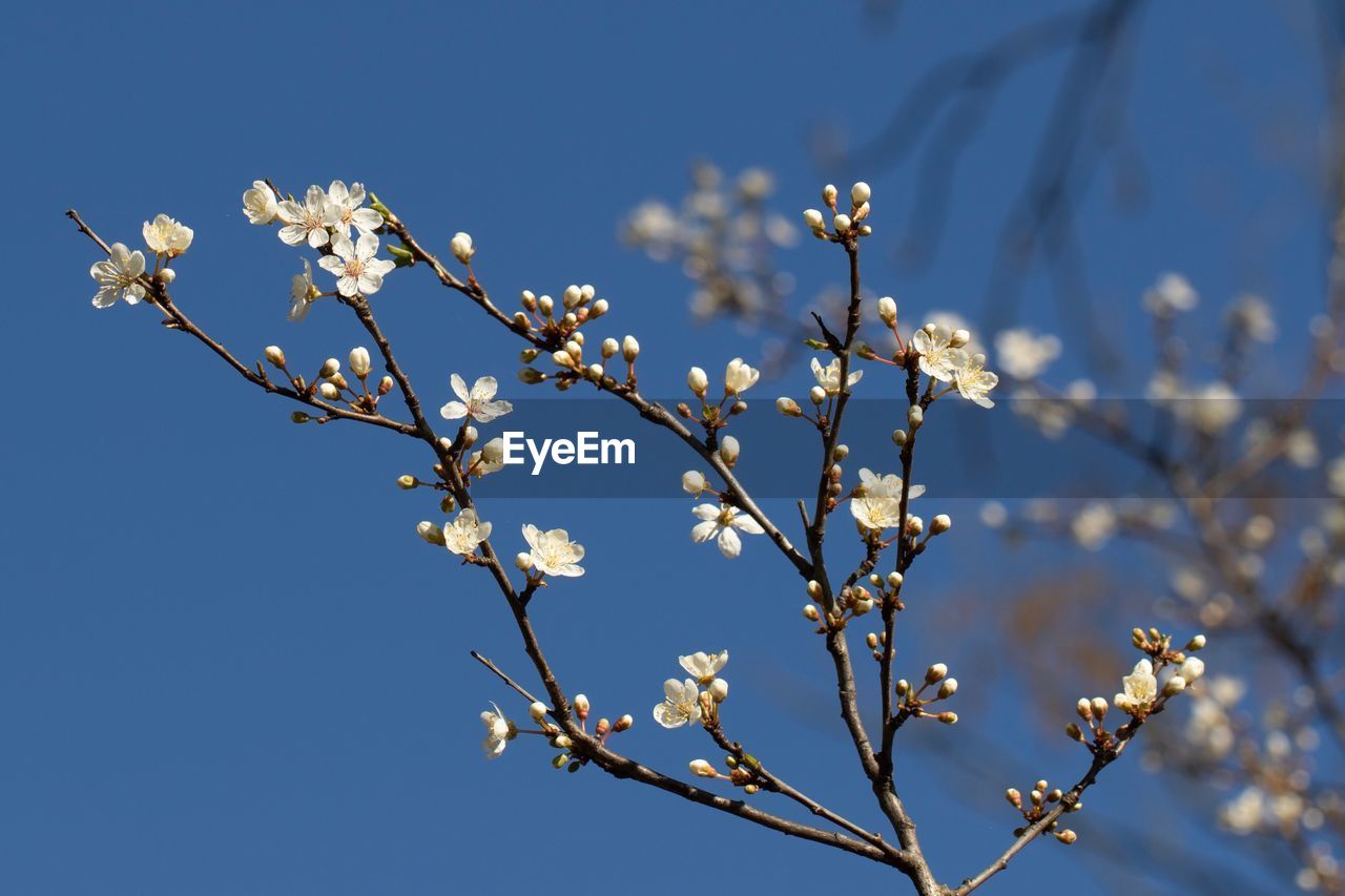 LOW ANGLE VIEW OF CHERRY BLOSSOMS AGAINST SKY