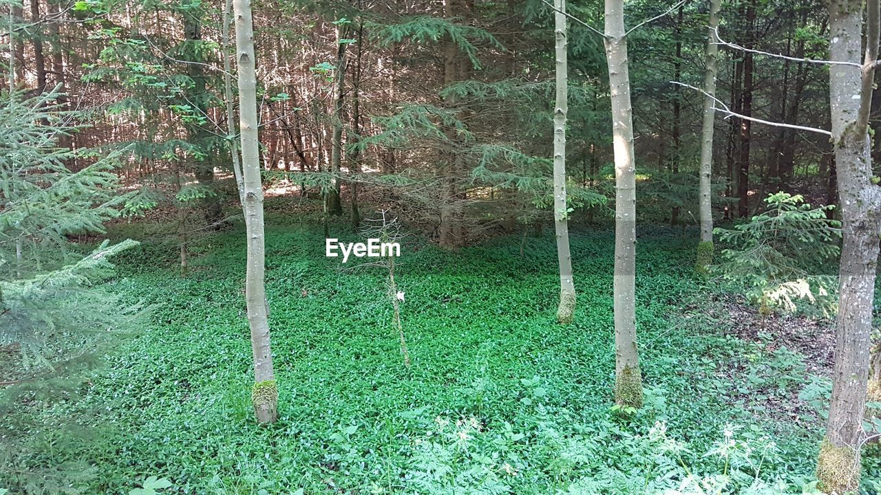 BAMBOO TREES IN FOREST