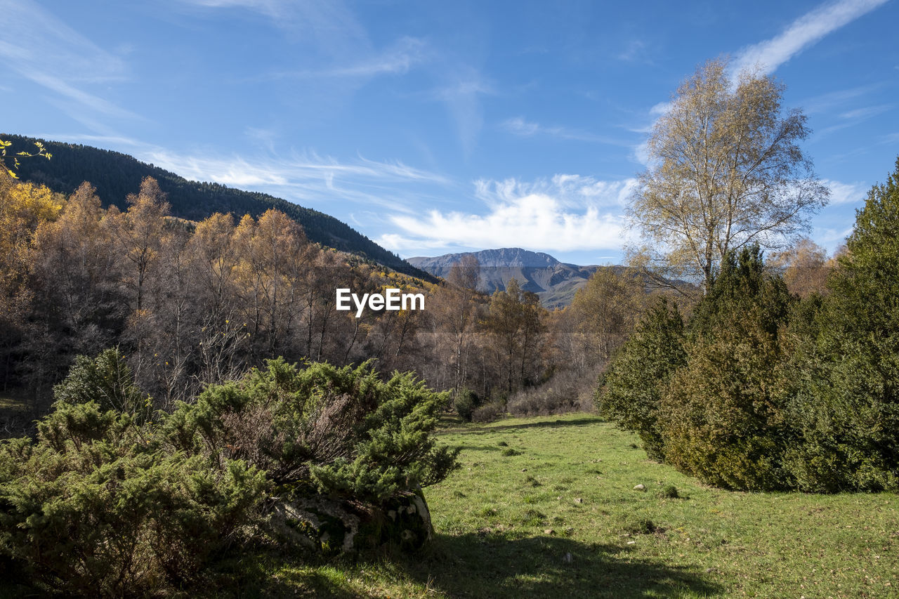 plant, tree, sky, nature, landscape, scenics - nature, environment, beauty in nature, mountain, land, wilderness, cloud, autumn, tranquility, no people, mountain range, tranquil scene, meadow, pine tree, grass, coniferous tree, green, valley, pinaceae, growth, non-urban scene, flower, sunlight, day, outdoors, blue, field, woodland, forest, pine woodland, travel destinations, travel, idyllic, ridge, leaf, sunny, springtime, rural area