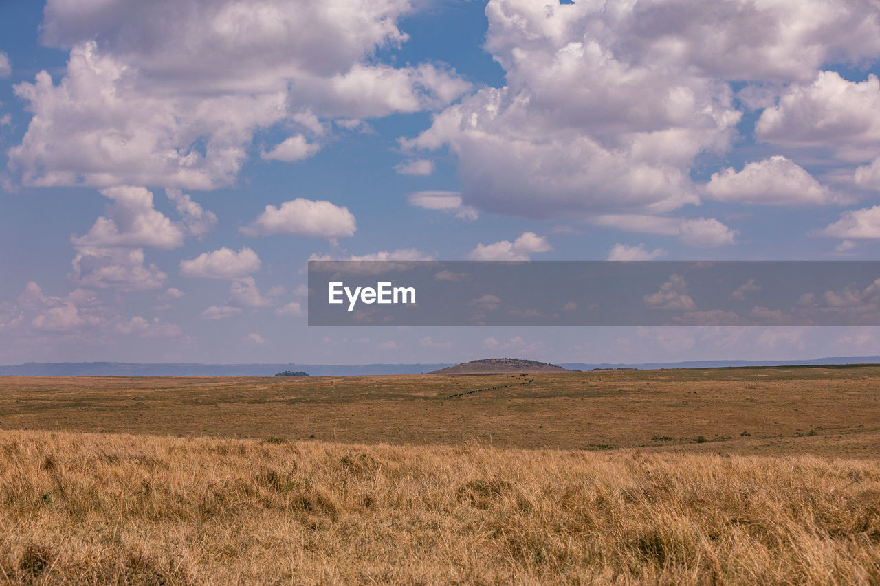 Wilderness maasai mara triangle national reserve park in narok county rift valley in kenya east afri