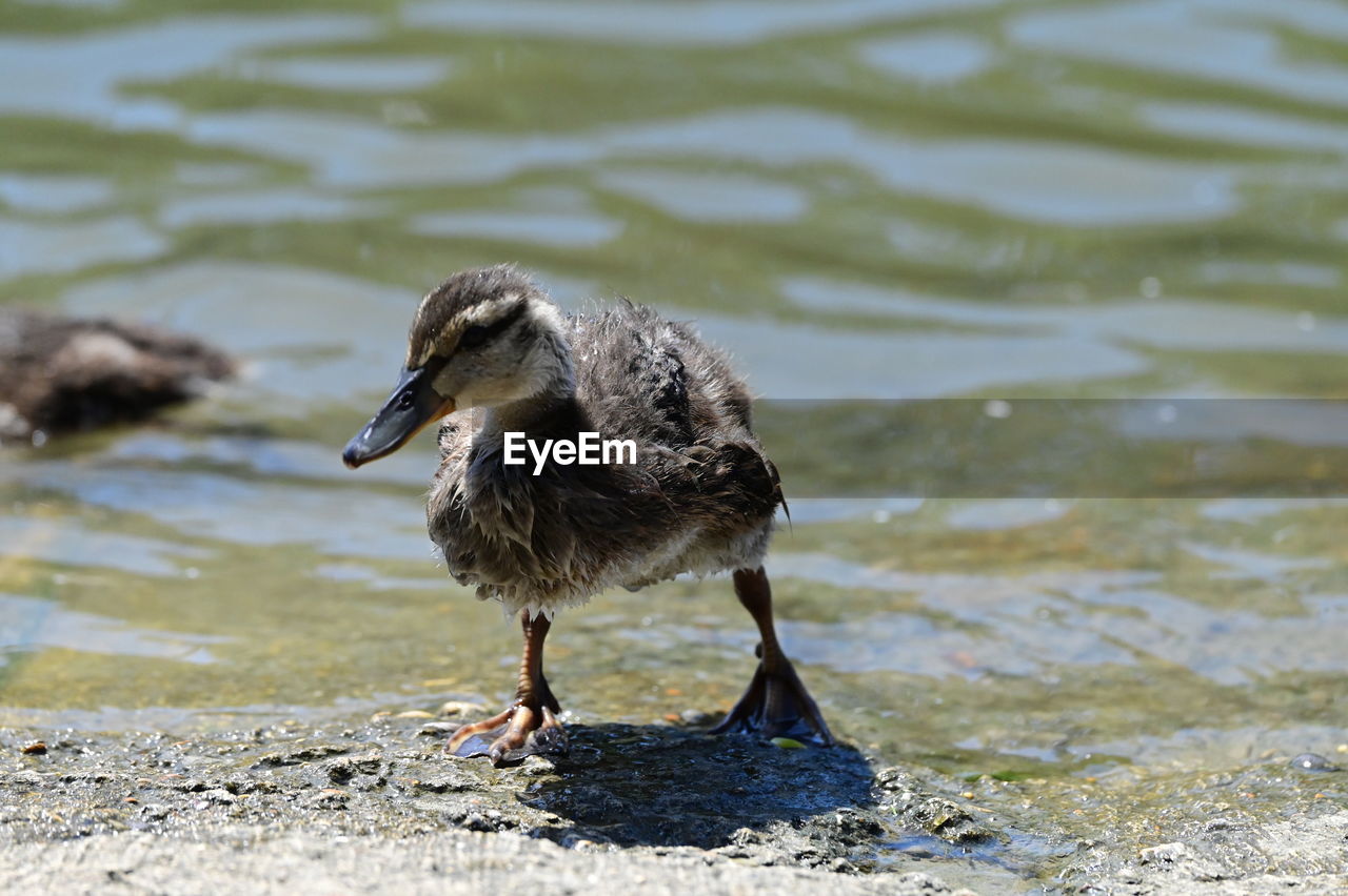 animal themes, animal, animal wildlife, bird, wildlife, one animal, duck, water, nature, water bird, beak, ducks, geese and swans, lake, no people, mallard, day, focus on foreground, full length, young animal, goose, poultry, outdoors, beach, sunlight, close-up