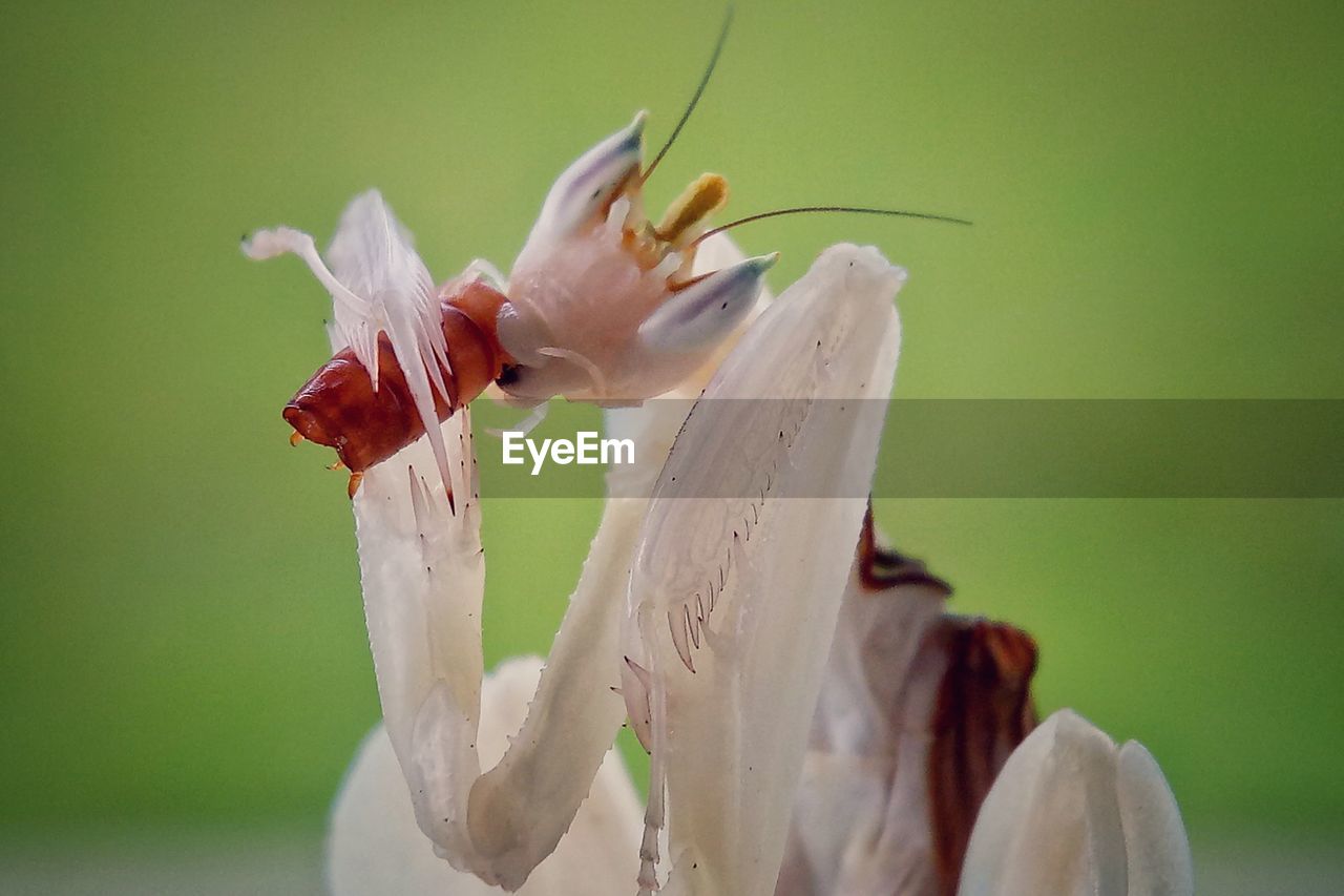 CLOSE-UP OF WHITE INSECT ON FLOWER