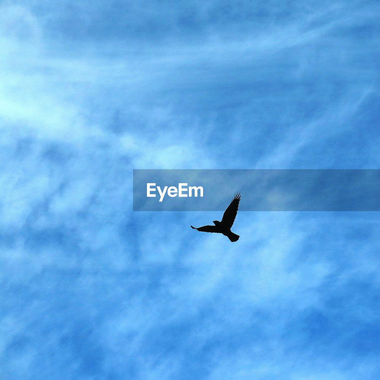 BIRD FLYING IN SKY