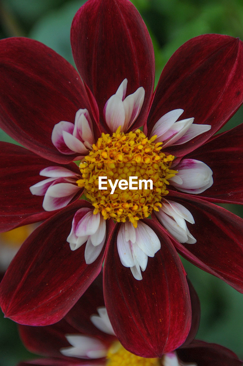 flower, flowering plant, plant, beauty in nature, freshness, petal, flower head, fragility, close-up, inflorescence, nature, pollen, growth, red, macro photography, no people, focus on foreground, yellow, dahlia, outdoors, stamen, blossom, magenta, botany