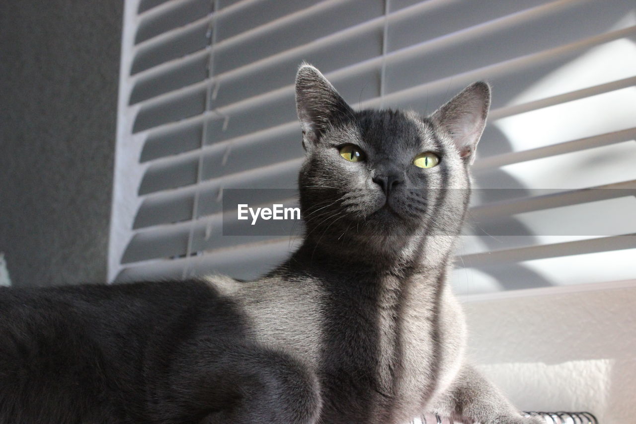 Russian blue cat lying against window blinds at home