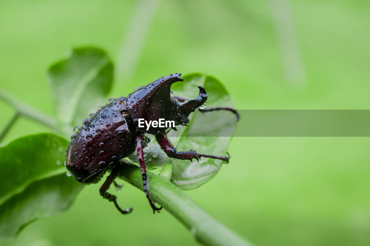 Japanese rhinoceros beetle with green blur background in the wild