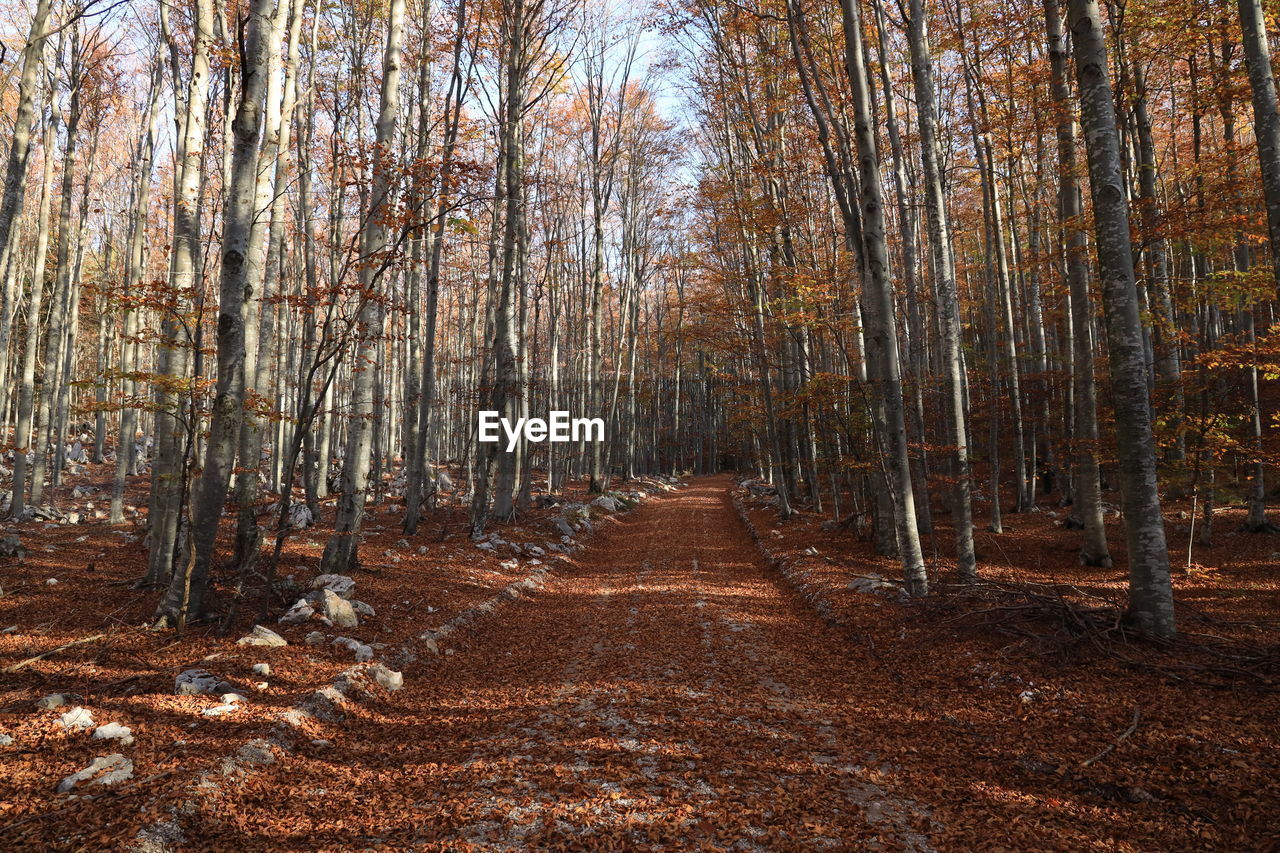 VIEW OF TREES IN FOREST