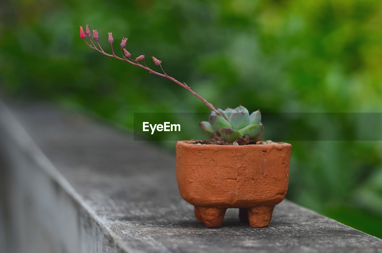 Close-up of cactus and flower in potted plant on retaining wall