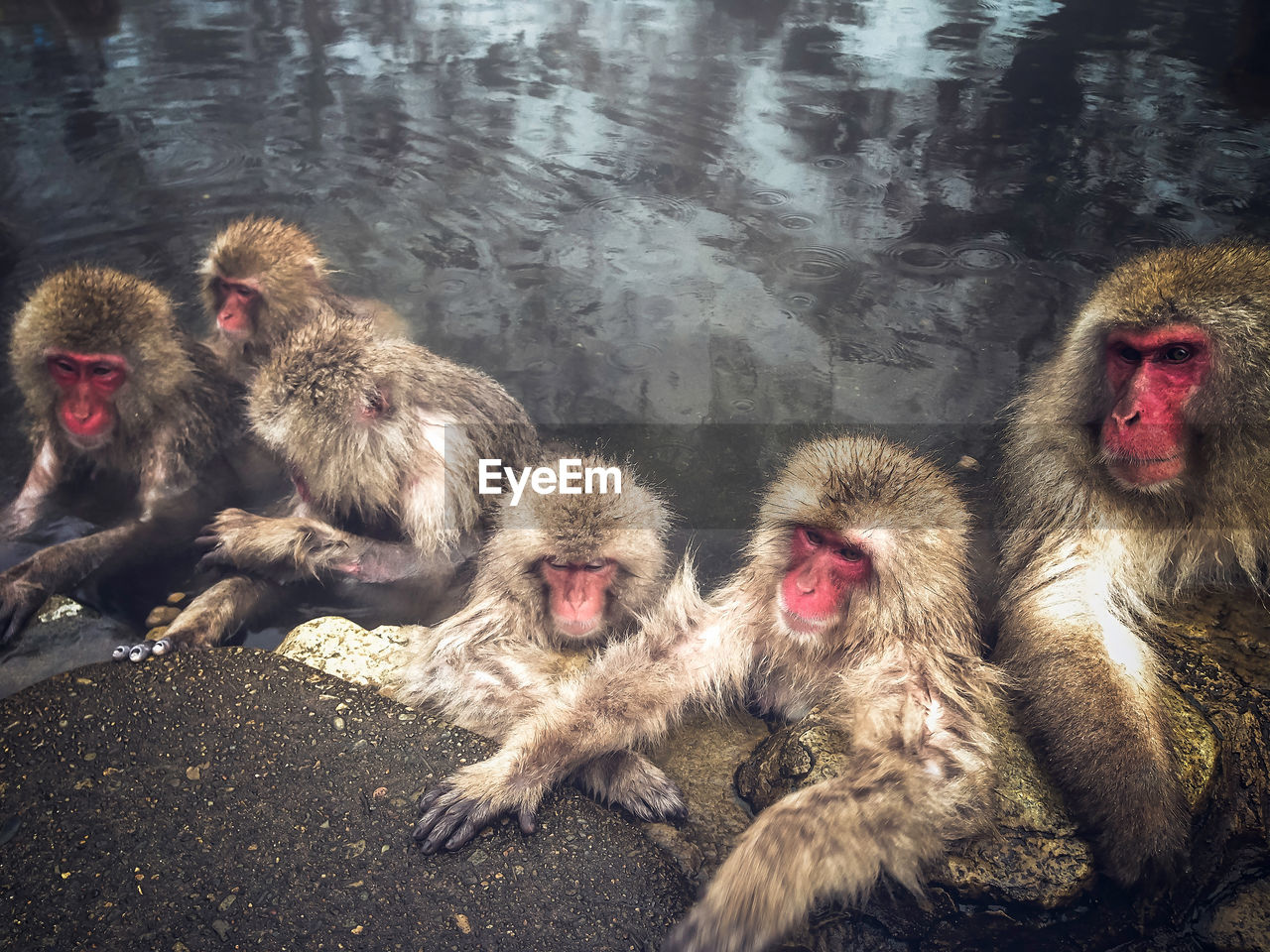 Monkeys in a water