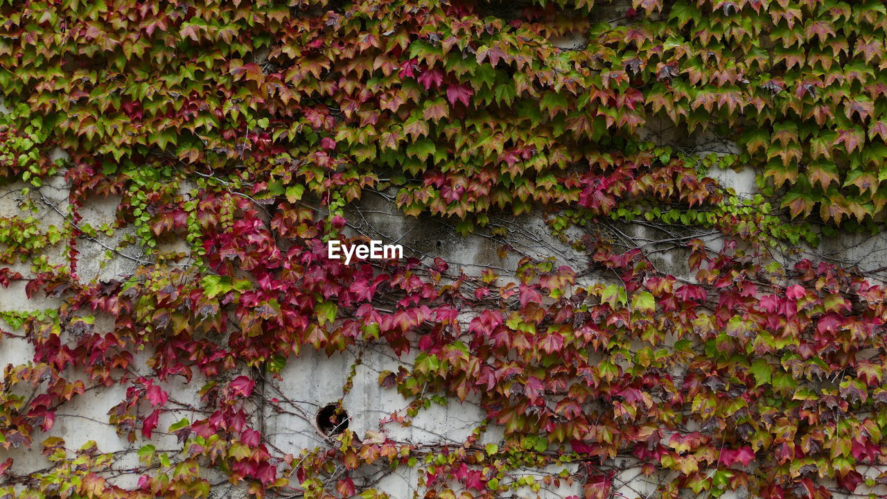 Full frame shot of pink flowering plants by lake