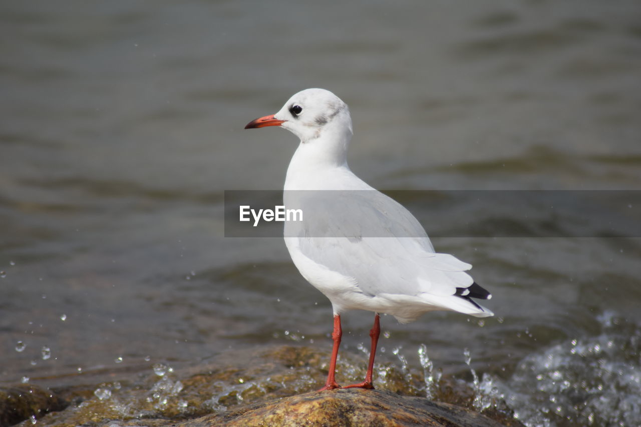 Seagull perching on a beach