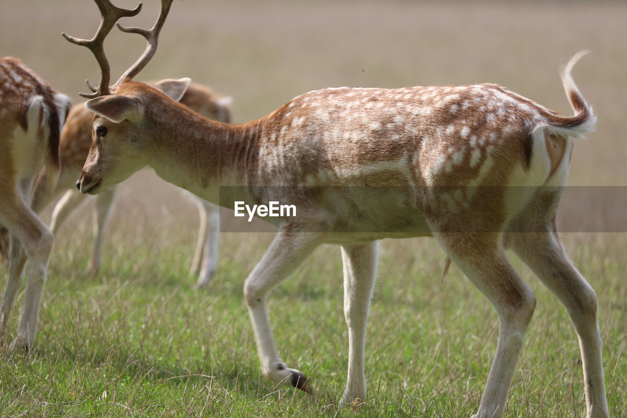 Deer standing on field