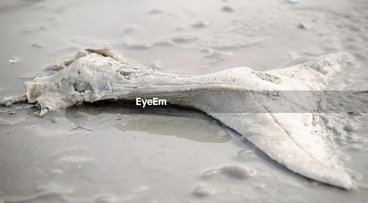 High angle view of dead fish on wet shore