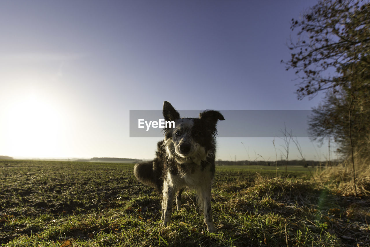 Portrait of border collie on field against sky