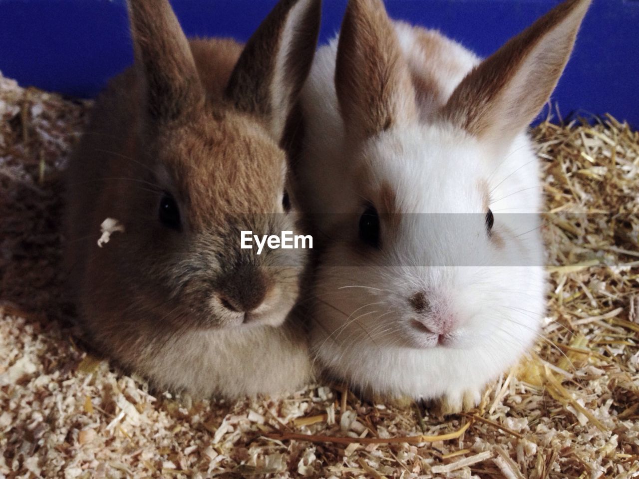 Close-up portrait of two rabbits