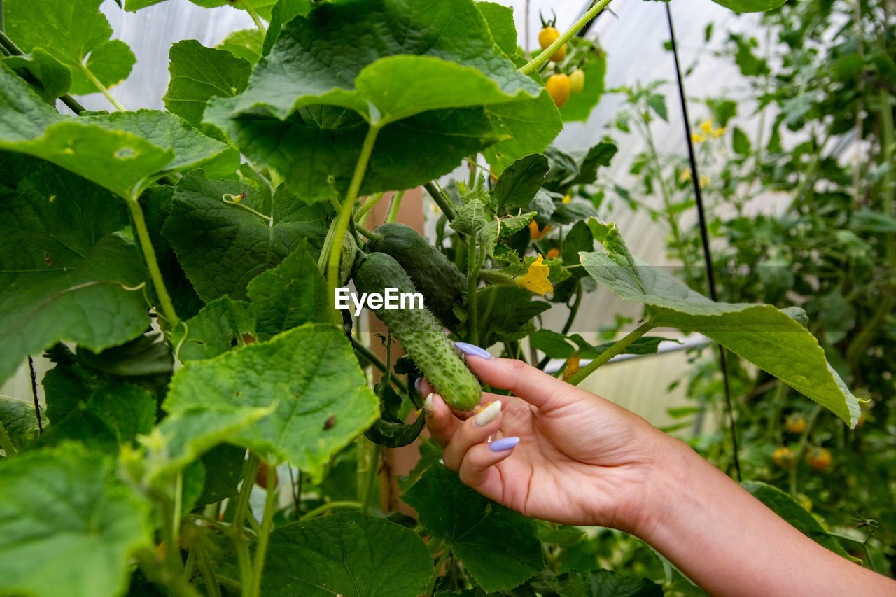 Harvesting cucumbers. female hand picks a organic cucumber in greenhouse