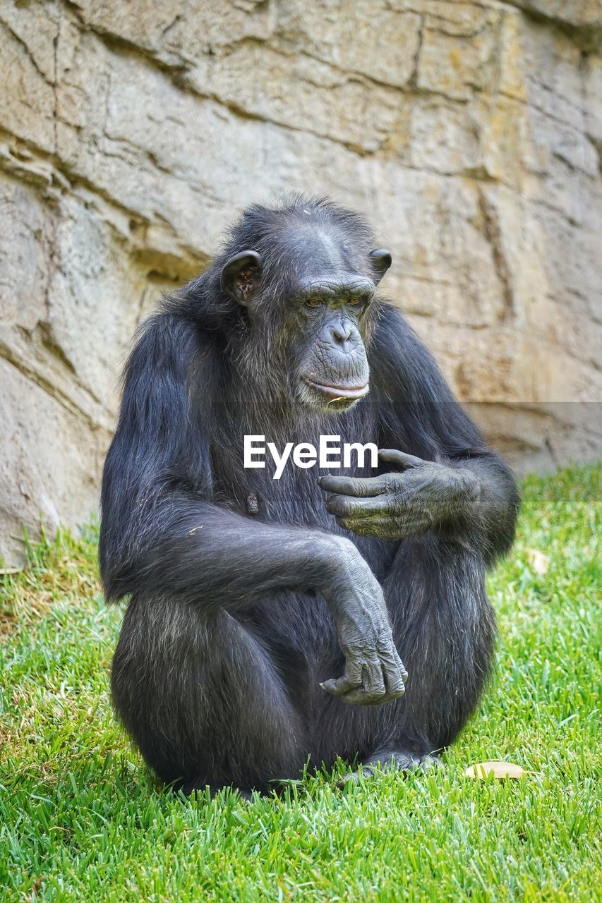 Close-up of monkey sitting on grassy field