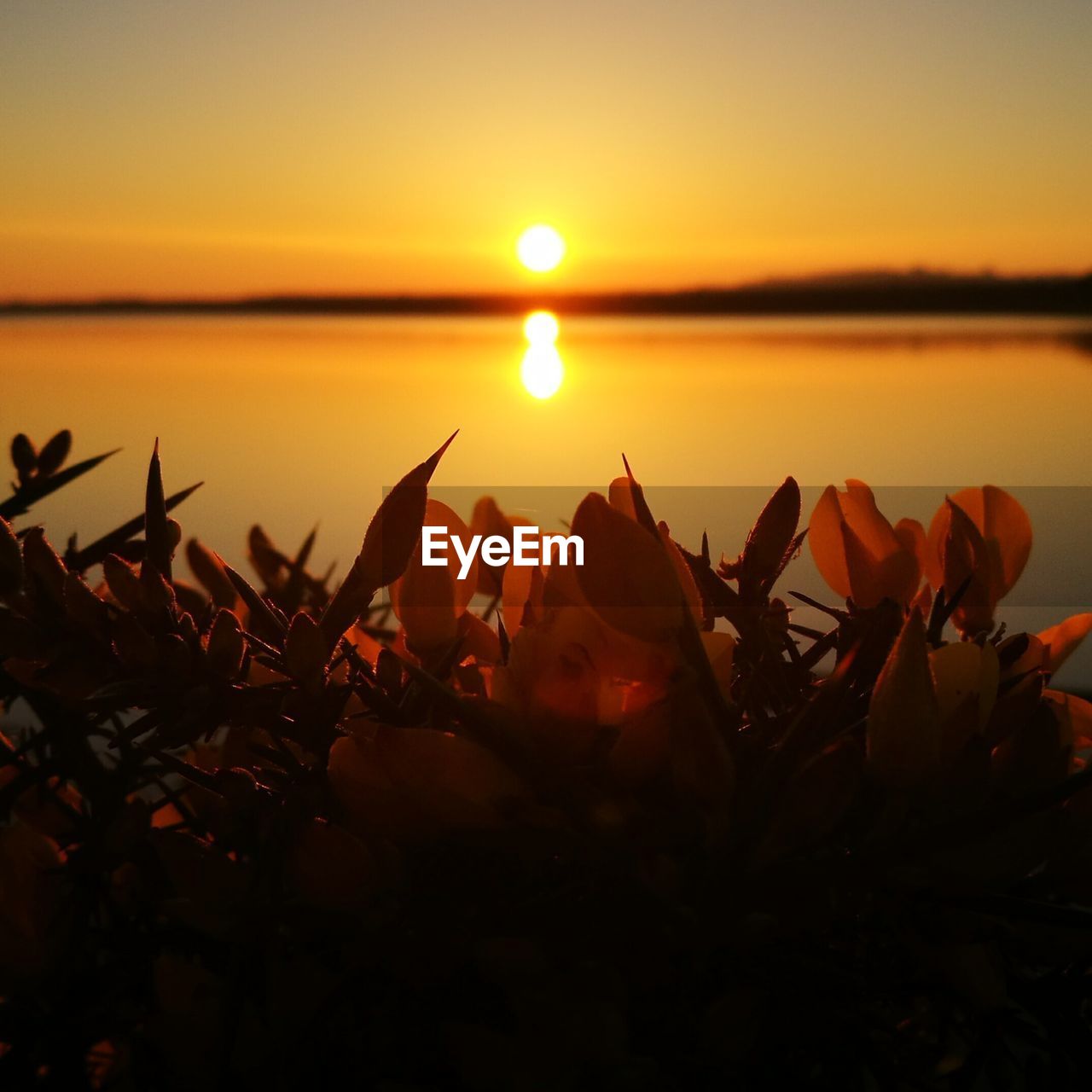 CLOSE-UP OF PLANTS AGAINST ORANGE SKY DURING SUNSET