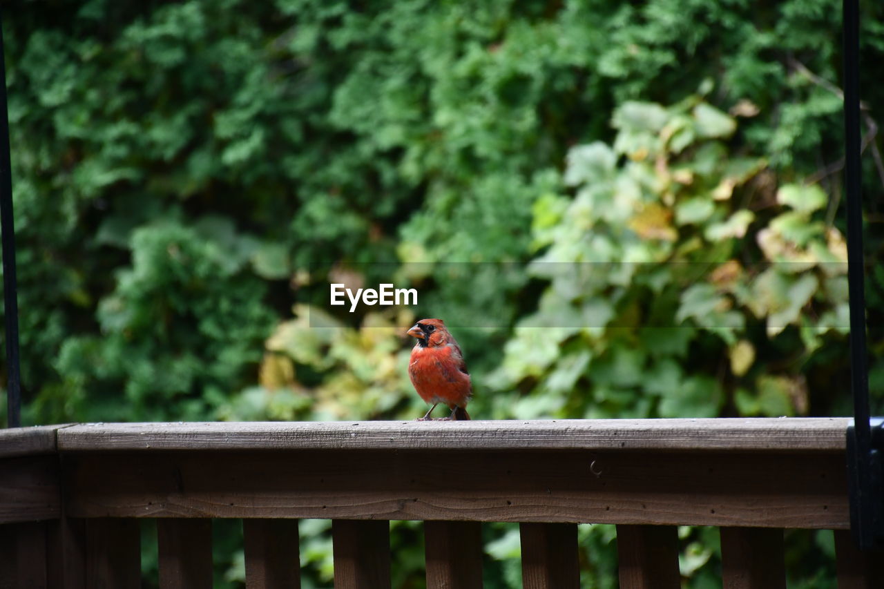 Bird perching on railing against trees