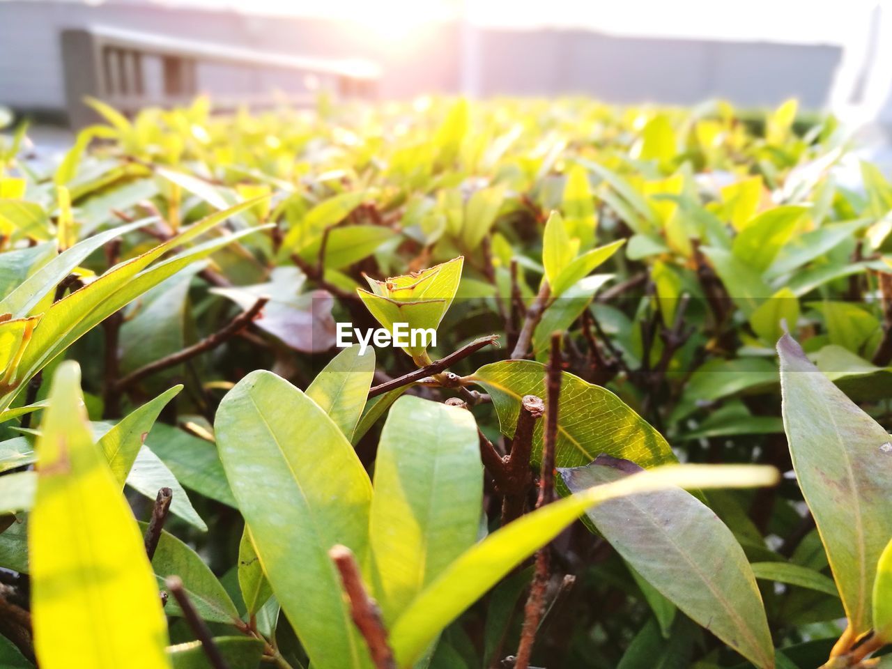 CLOSE-UP OF FRESH PLANT IN GREENHOUSE