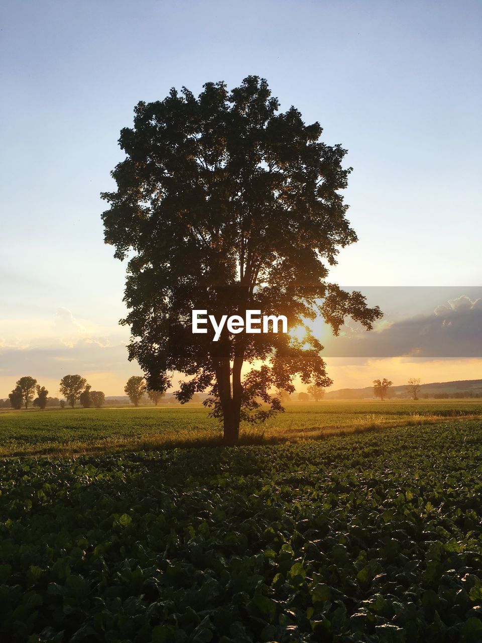 VIEW OF TREE IN FIELD