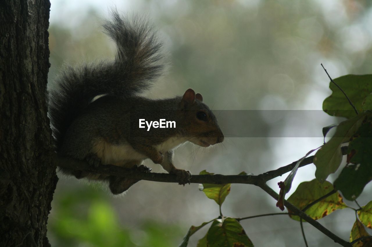 Low angle view of squirrel on tree