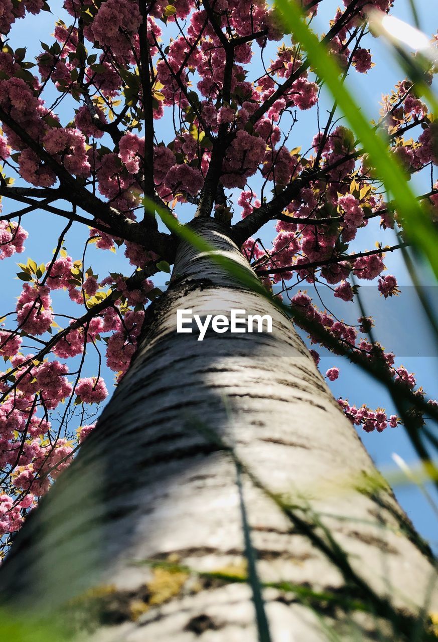 LOW ANGLE VIEW OF CHERRY TREE