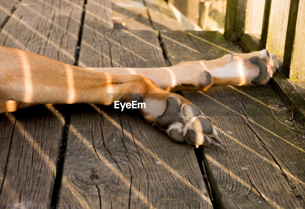 Colour close up of a brown dog's front legs on wooden decking, with sun casting stripes on his legs