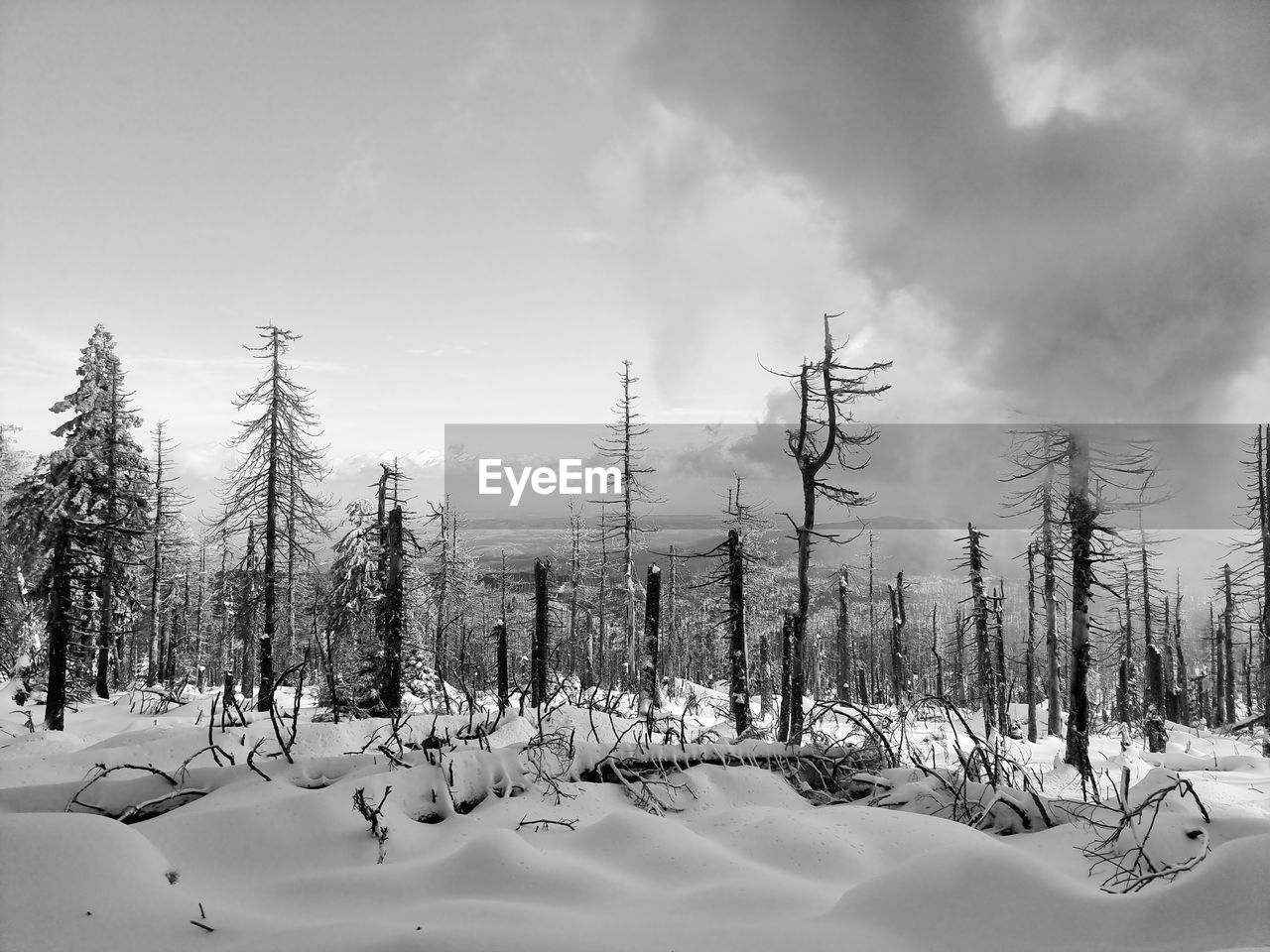 winter, snow, tree, cold temperature, environment, land, plant, nature, sky, landscape, forest, scenics - nature, beauty in nature, black and white, coniferous tree, pine tree, pinaceae, cloud, monochrome, tranquility, tranquil scene, non-urban scene, pine woodland, monochrome photography, no people, woodland, mountain, frozen, outdoors, day, freezing, deep snow, idyllic, white, remote