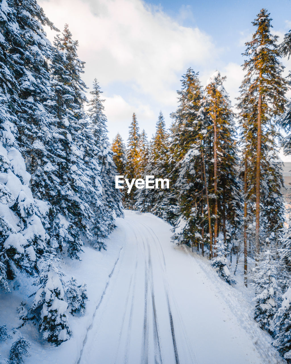 snow covered road amidst trees