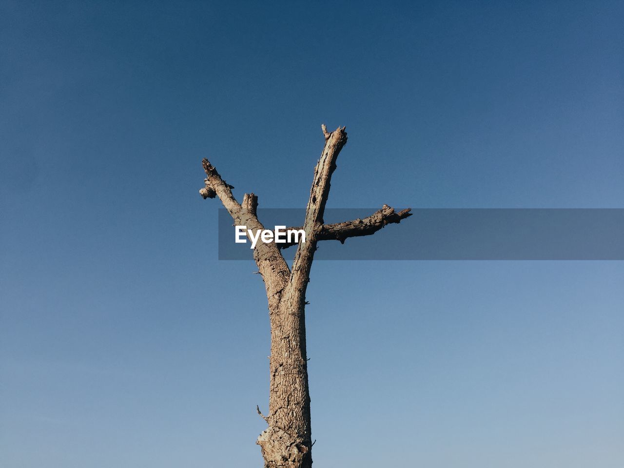 Low angle view of tree against clear sky