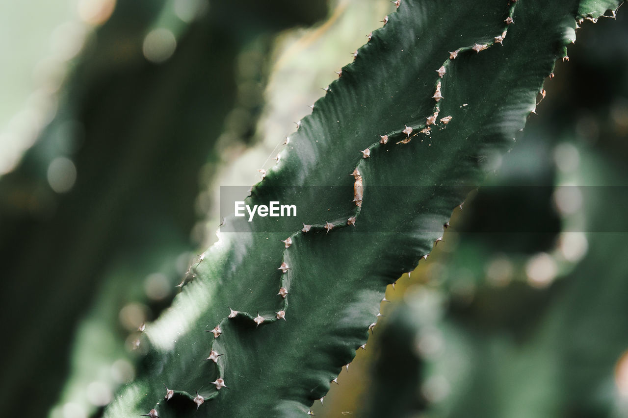 Full frame shot of cactus plants