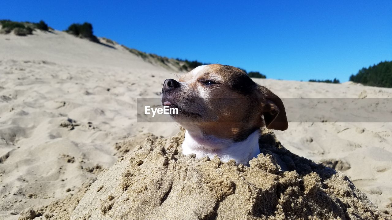 Close-up of dog on beach against clear sky