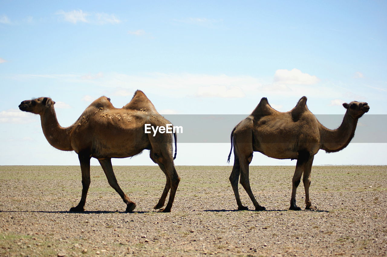 HORSES IN A DESERT