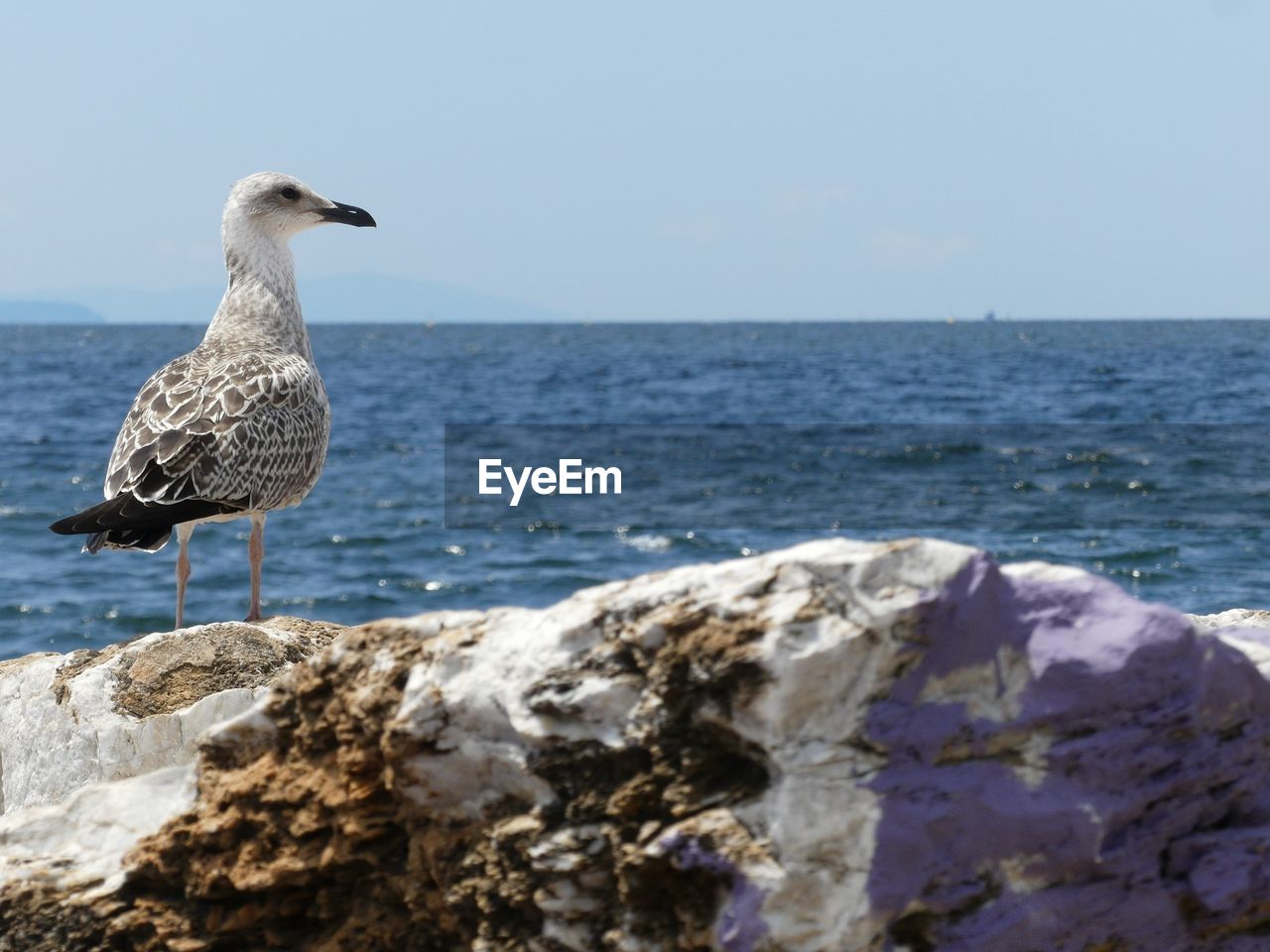 Seagull perching on rock by sea against sky