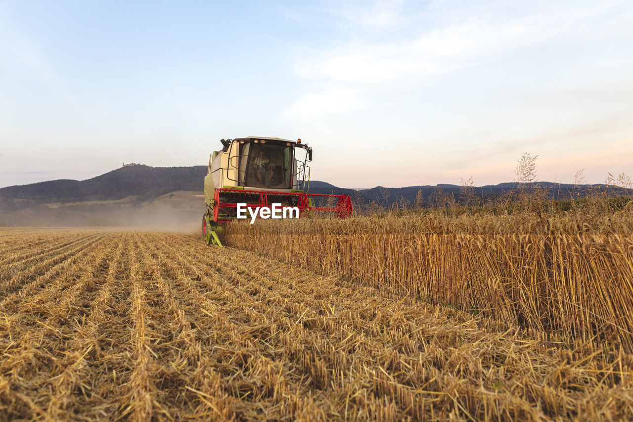 Organic farming, wheat field, harvest, combine harvester in the evening