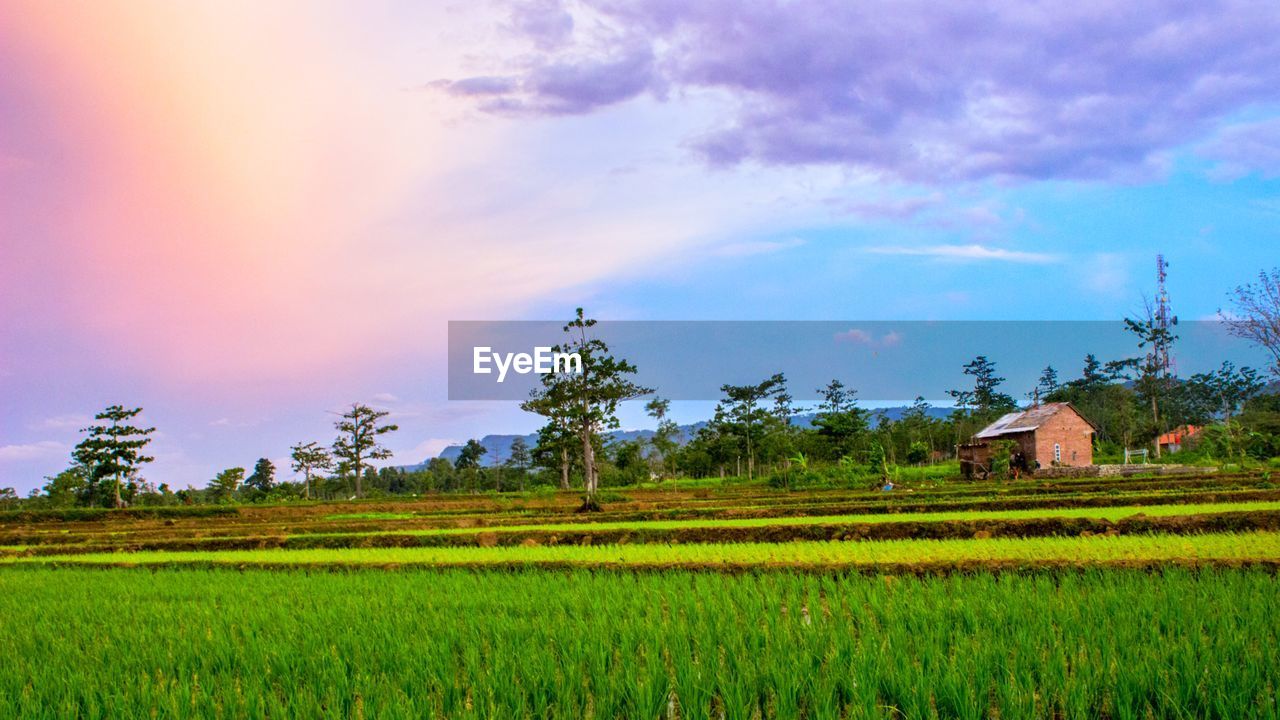 AGRICULTURAL FIELD AGAINST SKY