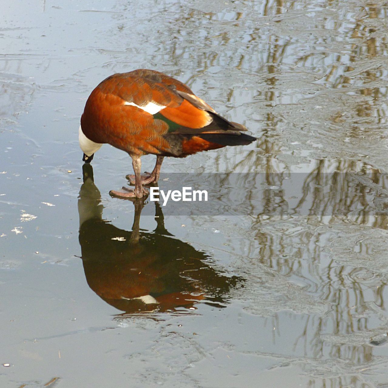 High angle view of paradise shelduck on wet shore