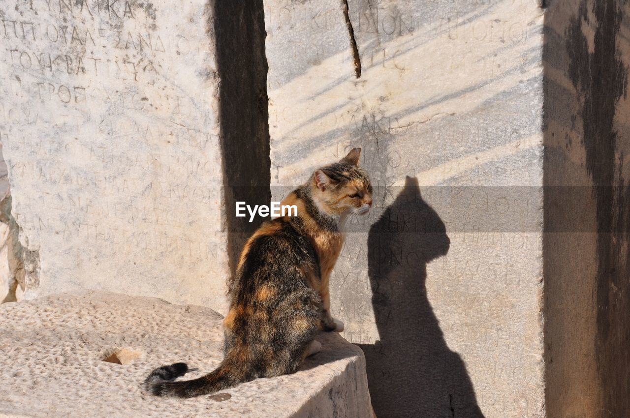 Cats of ephesus