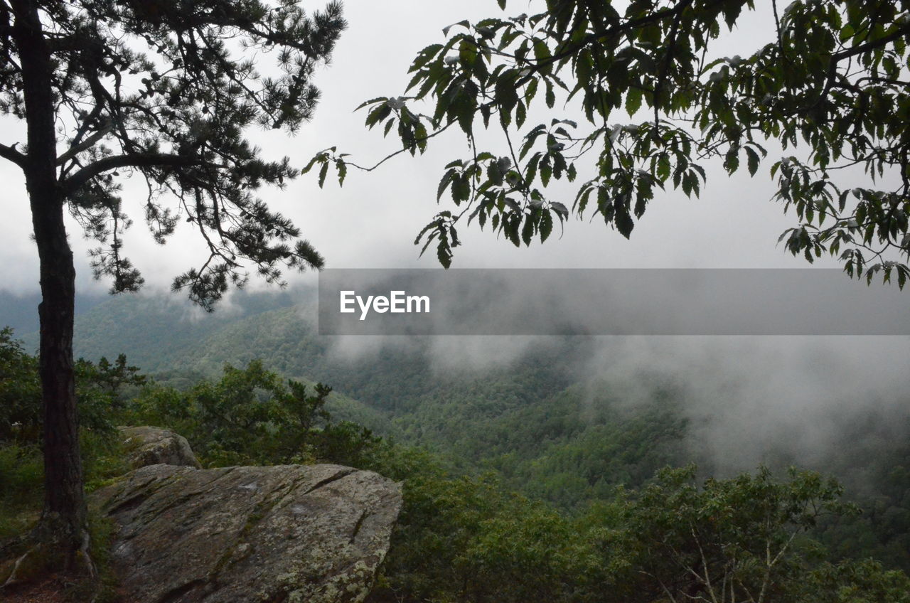 Scenic view of forest against sky